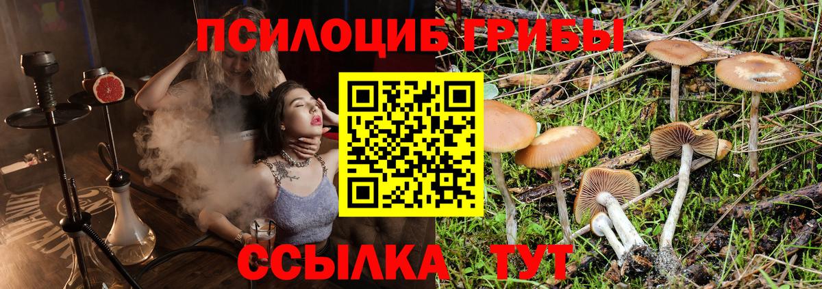 Псилоцибиновые грибы мицелий  Кореновск 