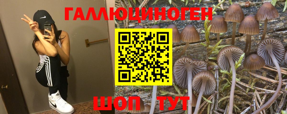 Кореновск  Галлюциногенные грибы Psilocybine cubensis  Вход с VPN  купить  цена  Галлюциногенные грибы Psilocybe 